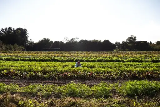 Oogst zelf je groenten - volwassenen