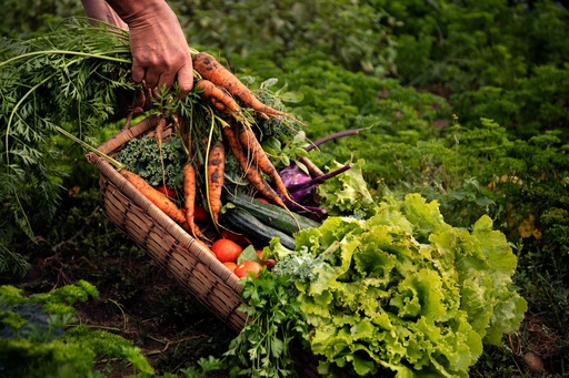 Groenten • Volwassen (Benedenveld)