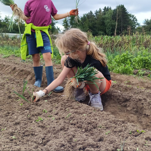 Kinderen tot  6 jaar • Groenten (Benedenveld)
